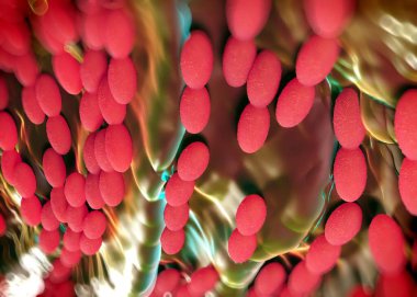 3D görüntüleme - asetobacter bakteri