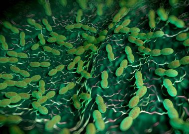 3D görüntüleme - asetobacter bakteri