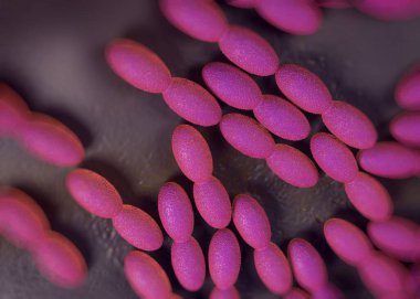 3D görüntüleme - asetobacter bakteri 