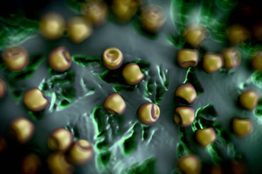 Aconite anter ve polen, bir akonit (Aconitum) çiçeğinden gelen polen tanecikleri. 