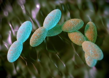 3D görüntüleme - asetobacter bakteri