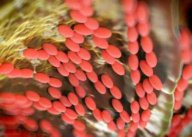 3D görüntüleme - asetobacter bakteri