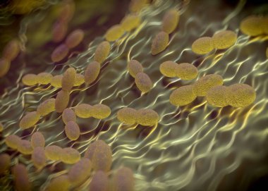 3D görüntüleme - asetobacter bakteri