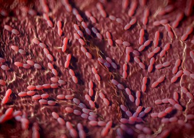 3D görüntüleme - asetobacter bakteri