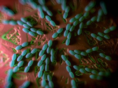 3D görüntüleme - asetobacter bakteri