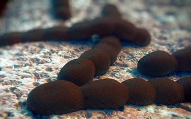 Streptococcus pneumoniae, Gram-pozitif koküs şekilli patojenik bakteridir ve zatürreye ek olarak pnömokok enfeksiyonlarına neden olur. .