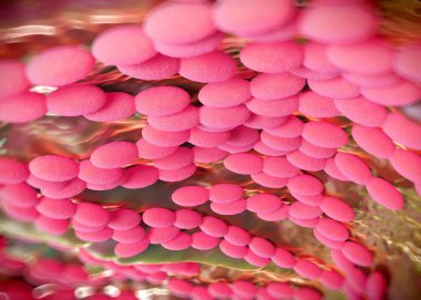 3D görüntüleme - asetobacter bakteri