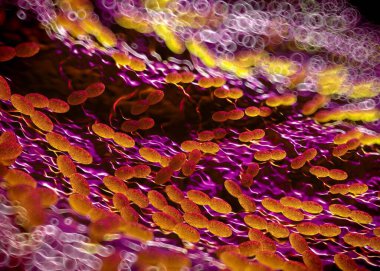 3D görüntüleme - asetobacter bakteri