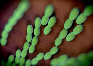 3D görüntüleme - asetobacter bakteri