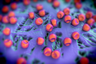 Aconite anter ve polen, bir akonit (Aconitum) çiçeğinden gelen polen tanecikleri. 