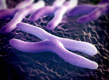 Kromozomlar genetik materyal DNA 'sının bir paketlenmiş halidir.