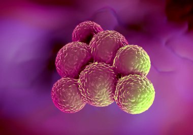süperböcek bakterisi veya Staphylococcus aureus (MRSA) bakterisi