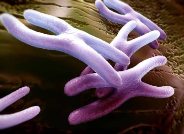 Kromozomlar genetik materyal DNA 'sının bir paketlenmiş halidir.