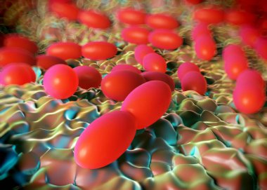 3D görüntüleme - asetobacter bakteri