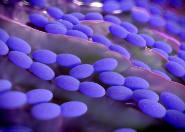 3D görüntüleme - asetobacter bakteri