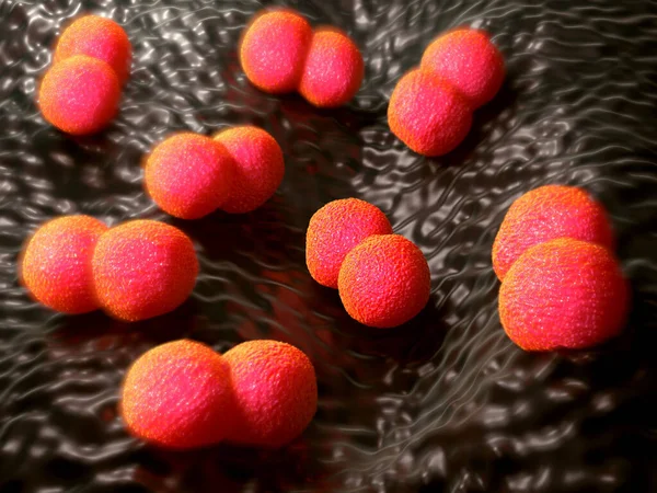 Neisseria meningitidis bakterisi, meningokoksik menenjite, beyne ve omuriliğe yayılan bağ dokusu zarlarının iltihaplanmasına neden olan zorunlu bir insan parazitidir.