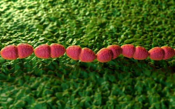 法氏肠球菌的3D例说明 — 图库照片