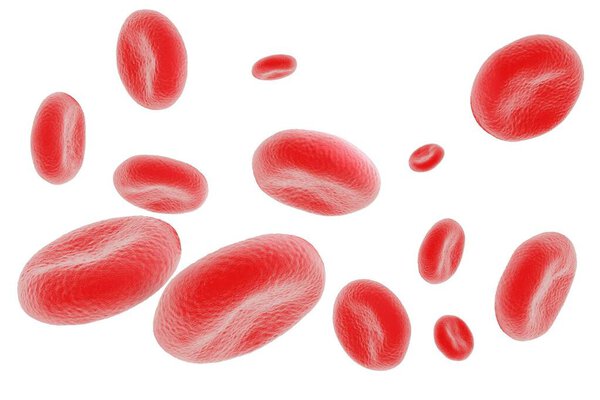 illustration of red blood cells in high detail 