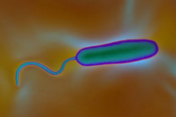 これらのグラム陰性の棒状細菌は 単一の極性鞭毛を持っています それらはコレラの原因であります 汚染された食品や水を介して人間に送信される小腸の感染症 — ストック写真