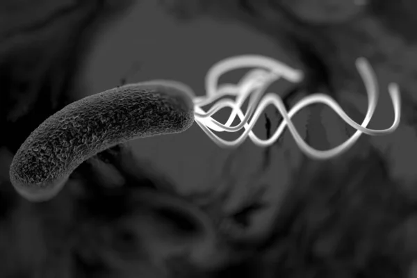 Helicobacter Pylori Bakterisine Yakın Çekim — Stok fotoğraf