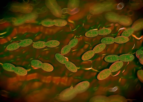 Rendering Acetobacterbacteriën — Stockfoto