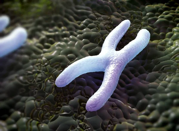 Chromosomes are a packaged form of the genetic material DNA  and form during cell replication