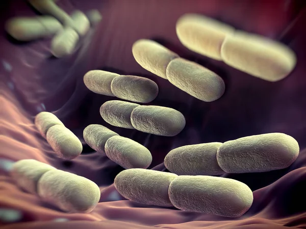 Lactobacillus bulgaricus bacteria. They are rod-shaped, gram-positive bacteria. They grow in acid media & produce lactic acid from the fermentation of carbohydrates. Lactic acid produced by the fermentation of milk is responsible for the preservatio