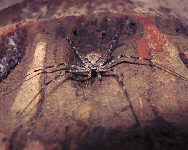 Close Grande Aranha Negra — Fotografia de Stock