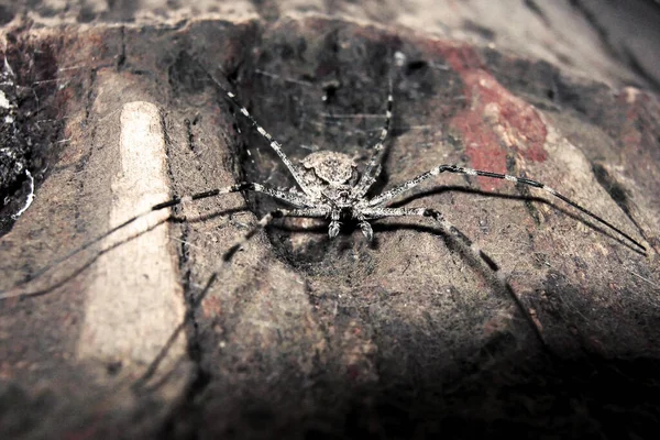 Close Grande Aranha Negra — Fotografia de Stock