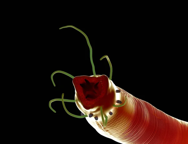 Rendering Nematodenwurm — Stockfoto