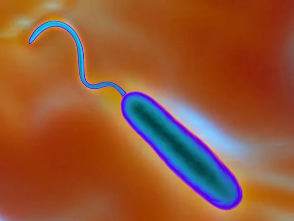 Deze Gram Negatieve Staafvormige Bacteriën Hebben Één Polaire Flagellum Zijn — Stockfoto