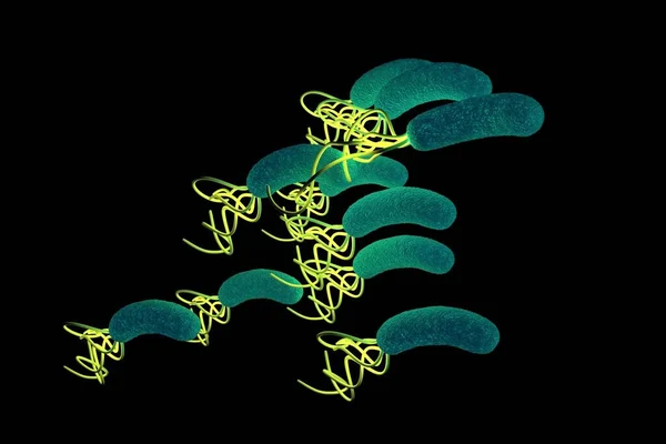 Closeup Helicobacter Pylori Bacterium — Stock Photo, Image