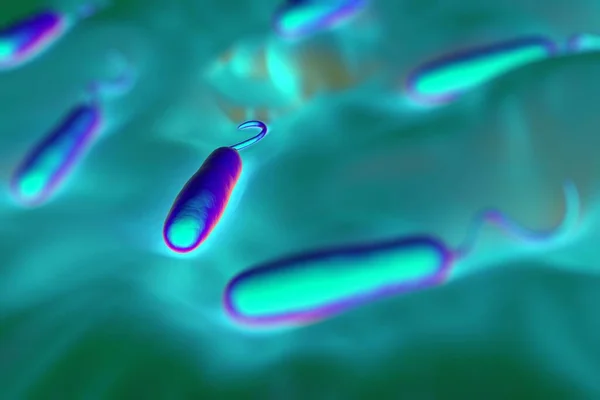Ezek Gram Negatív Rúd Alakú Baktériumok Egyetlen Poláris Ostorral Rendelkeznek — Stock Fotó