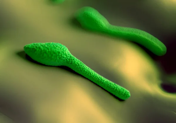 Clostridium Tetani Bacteria Species Gram Positive Spore Forming Rod Bacteria — Stock Photo, Image