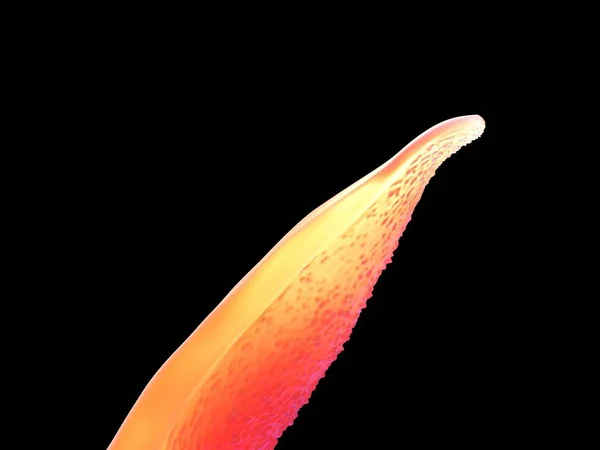 Иллюстрация Schistosoma — стоковое фото