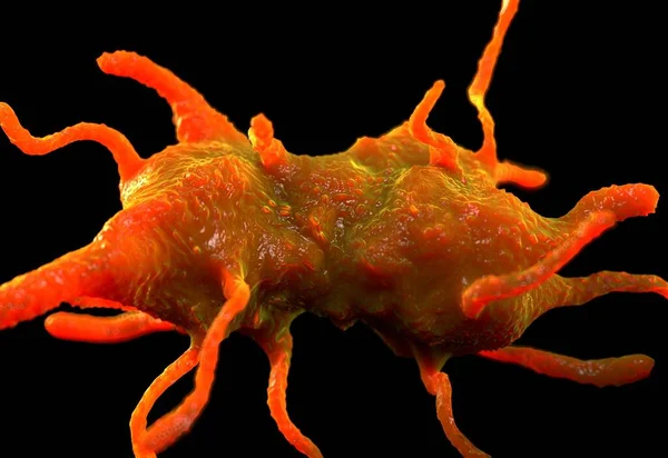 Amoeba Proteus Protozoan Jedná Sladkovodní Jednobuněčný Organismus Který Živí Bakteriemi — Stock fotografie