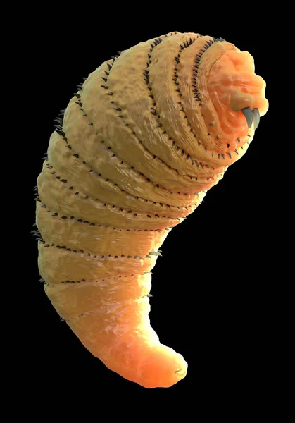 Larva Mosca Botanica Larva Mosca Bot Larva Mosca Parassita Gasterophilus — Foto Stock