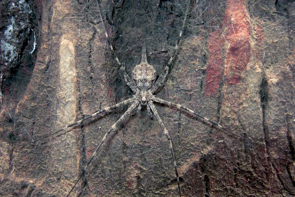 Nahaufnahme Einer Großen Schwarzen Spinne — Stockfoto