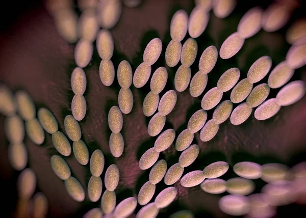 Renderização Bactérias Acetobacter — Fotografia de Stock