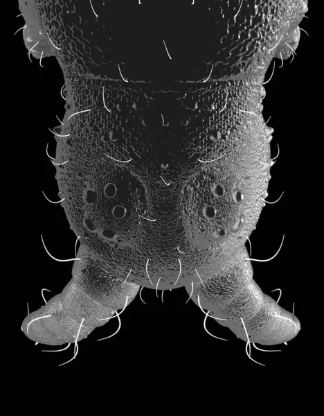Springtail Urile Sunt Cele Mai Primitive Insecte — Fotografie, imagine de stoc