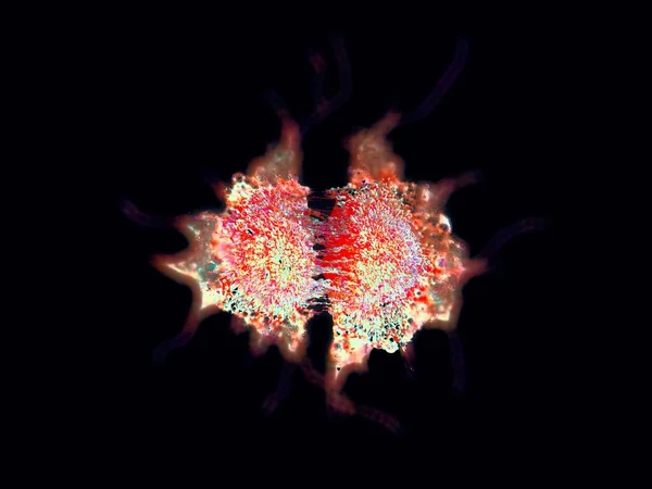 Иллюстрация Отдел Раковых Клеток — стоковое фото