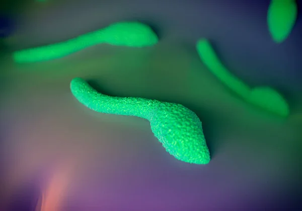 Clostridium Tetani Bacteriën Soort Gram Positieve Sporenvormende Staafachtige Bacteriën Die — Stockfoto