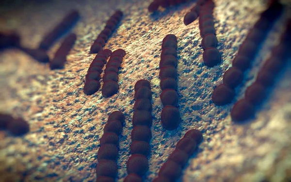 Streptococcus pneumoniae, Gram-pozitif koküs şekilli patojenik bakteridir ve zatürreye ek olarak pnömokok enfeksiyonlarına neden olur. .