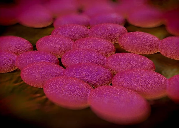 3D görüntüleme - asetobacter bakteri