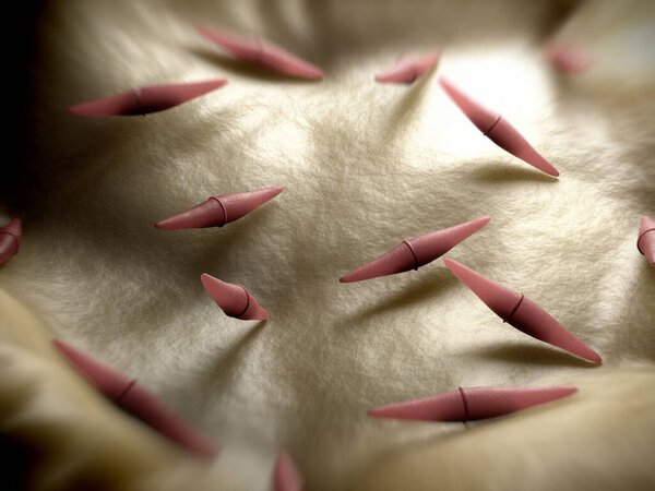 3d rendering - closterium desmid