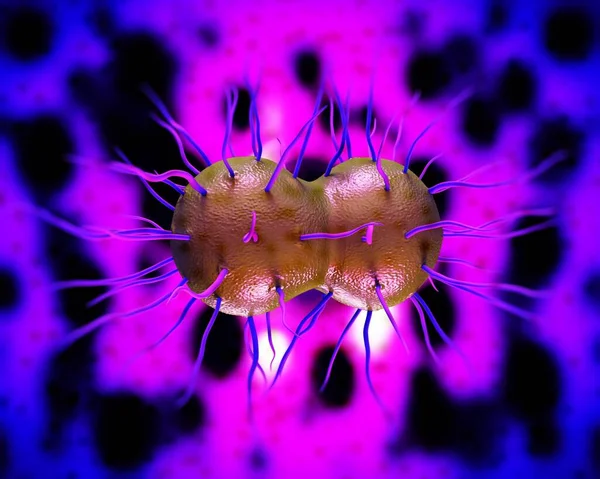 Neisseria gonorrhoeae Bakteri, sanat eseri