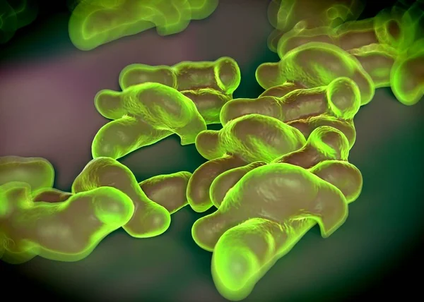Renderização Bactérias Campylobacter Jejuni — Fotografia de Stock
