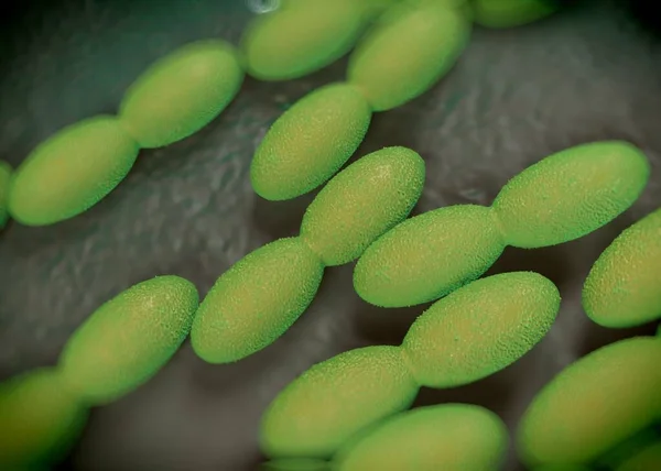 Kiolvasztás Acetobaktérium Baktériumok — Stock Fotó