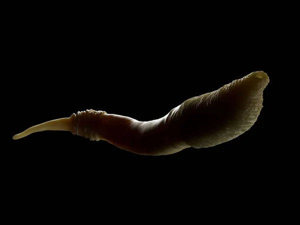 Καενοραβδίτιδα Elegans Worm — Φωτογραφία Αρχείου