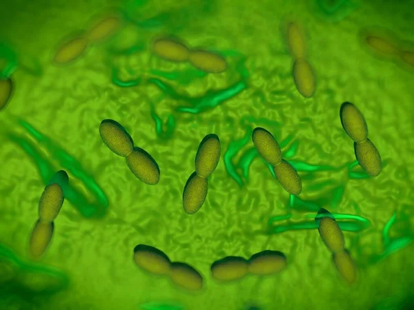 Rendering Acetobacterbakterier — Stockfoto